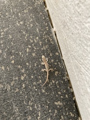 Hemidactylus turcicus