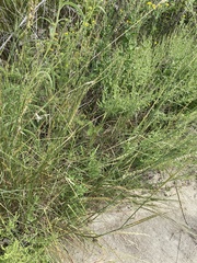 Elionurus tripsacoides