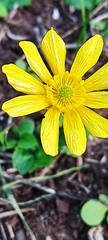 Ranunculus bullatus