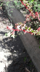 Echeveria heterosepala