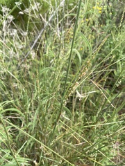 Elionurus tripsacoides