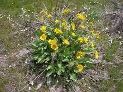 Balsamorhiza