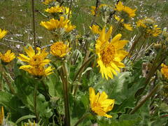 Balsamorhiza