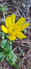 Ranunculus bullatus