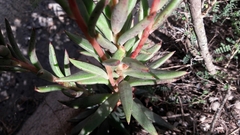 Echeveria heterosepala