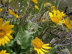Balsamorhiza