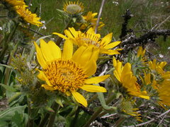 Balsamorhiza