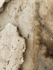 Anoplolepis gracilipes