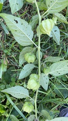 Physalis longifolia