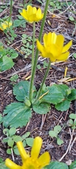 Ranunculus bullatus