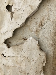 Anoplolepis gracilipes