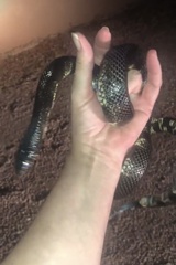 Lampropeltis californiae