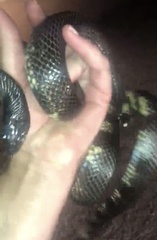 Lampropeltis californiae