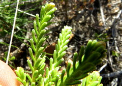 Oedera uniflora