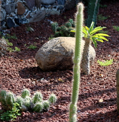 Nyctocereus serpentinus