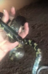 Lampropeltis californiae