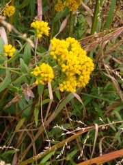 Solidago lancifolia