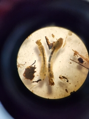Simuliidae
