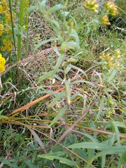 Solidago lancifolia