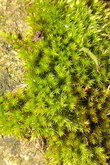 Homalothecium sericeum