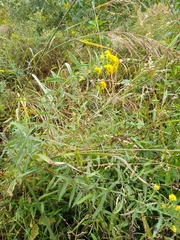 Solidago lancifolia