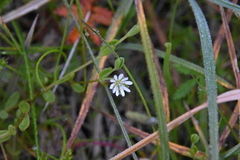 Stellaria humifusa