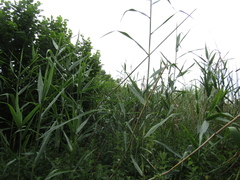 Phragmites australis altissimus