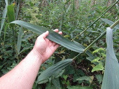 Phragmites australis altissimus