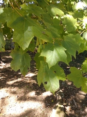Acer nigrum