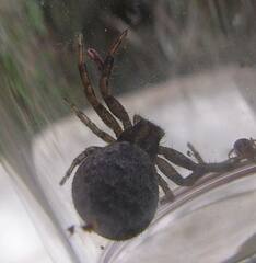 Xysticus montanensis