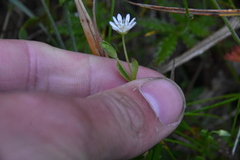 Stellaria humifusa