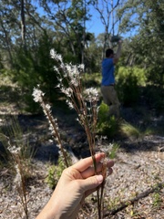 Andropogon floridanus