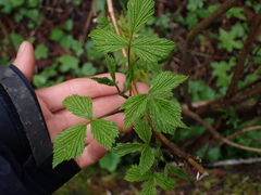 Rubus spectabilis