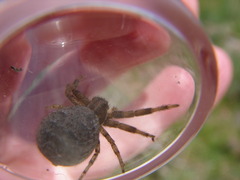 Xysticus montanensis