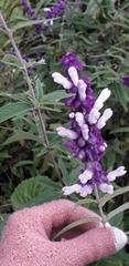 Salvia leucantha