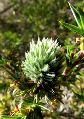 Cliffortia ruscifolia