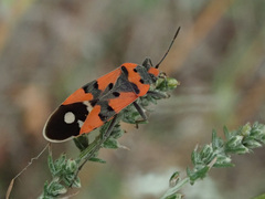 Lygaeus equestris
