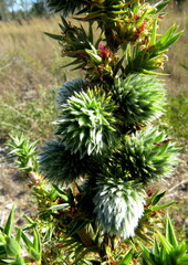 Cliffortia ruscifolia