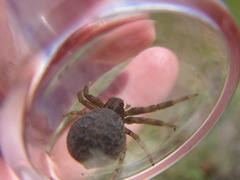 Xysticus montanensis