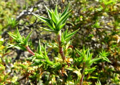 Cliffortia ruscifolia