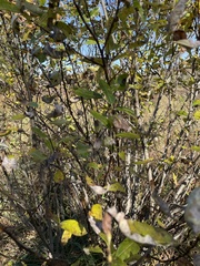 Salix eriocephala