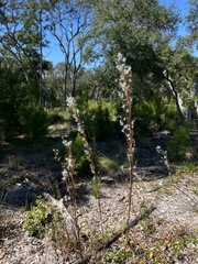 Andropogon floridanus