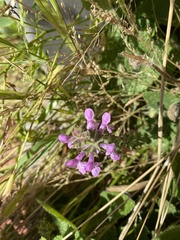 Stachys bullata