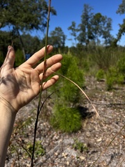 Andropogon floridanus