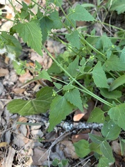 Fleischmannia incarnata