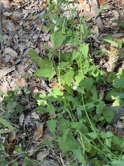 Fleischmannia incarnata