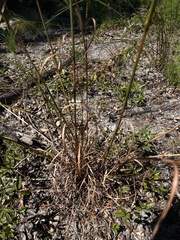 Andropogon floridanus