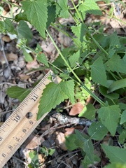 Fleischmannia incarnata