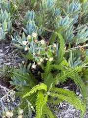 Pseudognaphalium stramineum