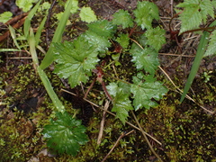 Boykinia occidentalis